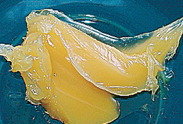 Wollwachs – Lanolin